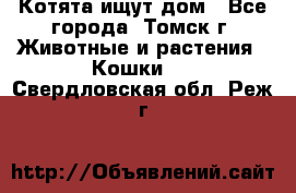 Котята ищут дом - Все города, Томск г. Животные и растения » Кошки   . Свердловская обл.,Реж г.